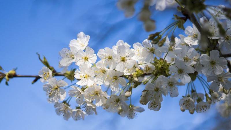 2 Cherry Blossoms