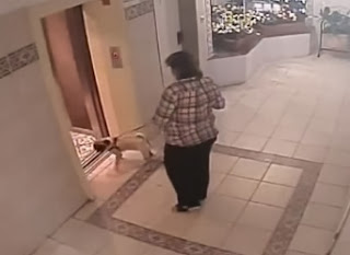 perro casi muere por elevador