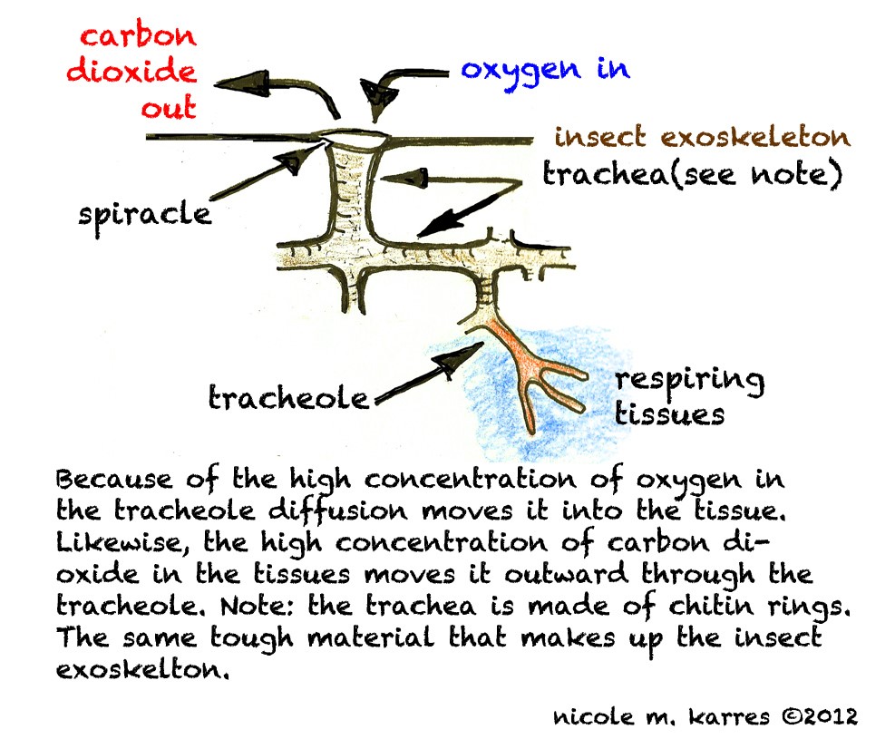 Senior Biology Gas exchange in Animals