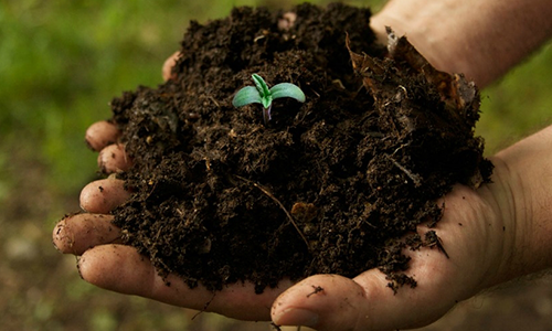 Crop cultivation on problem soils in Pakistan Crop cultivation on problem soils in Pakistan