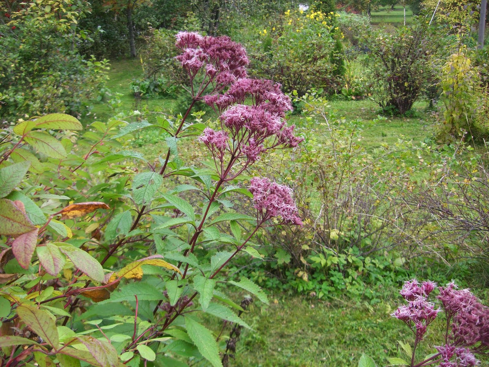 Täpläpunalatva Eupatorium maculatum