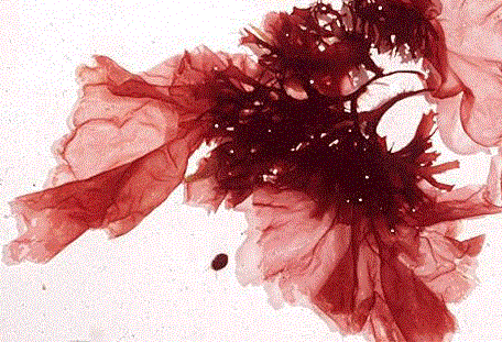 Alga Merah (Rhodophyta) | BIOLOGY WORLD