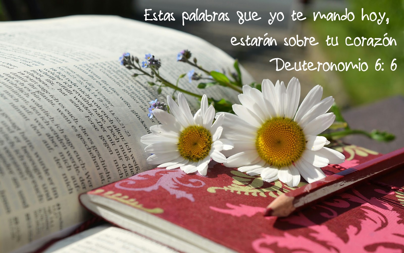 Textos y Sermones Biblicos La Biblia y los Cristianos