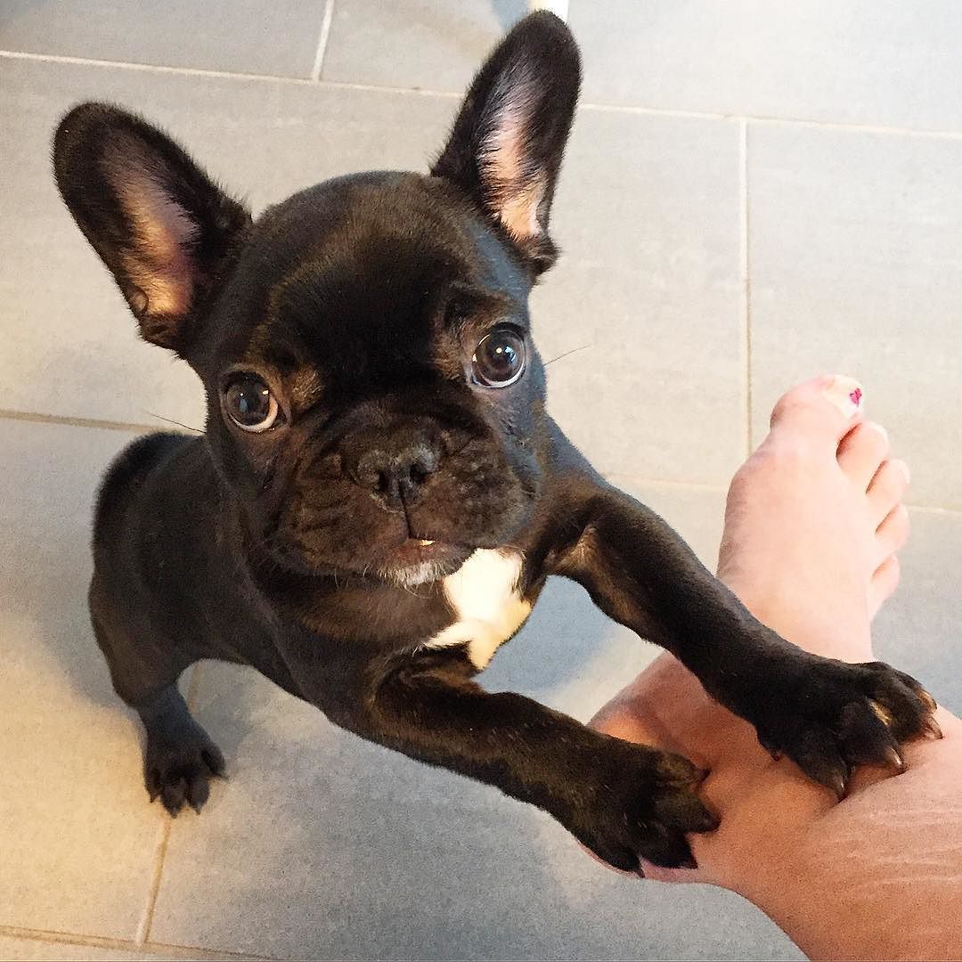 french bulldog care