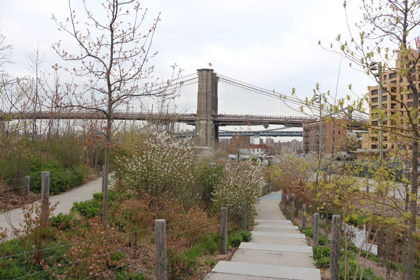 66 Square Feet (Plus) Brooklyn Bridge Park native blossoms