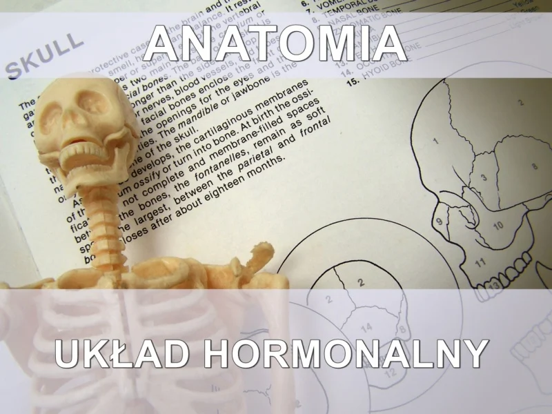 sciaga-z-anatomii-uklad-hormonalny
