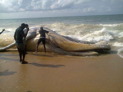 whale alpha beach lagos nigeria