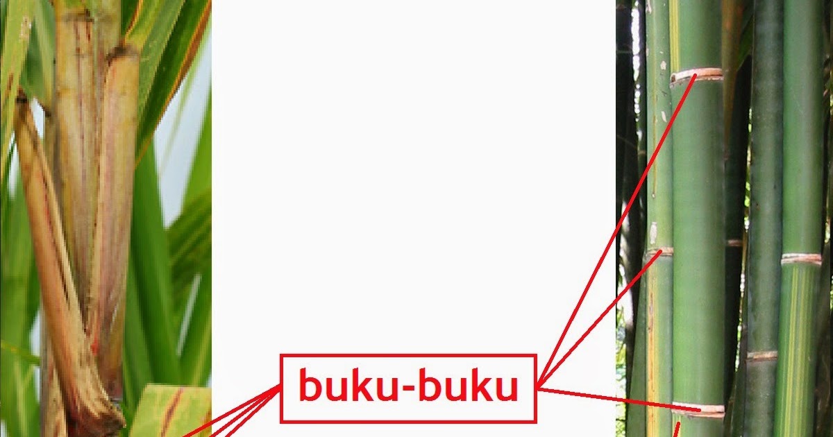 Contoh Jurnal Biologi - Contoh 0208 Contoh Jurnal Biologi - Contoh 0208