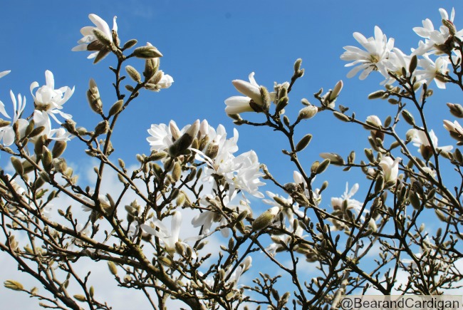 A Cardiff Garden In March White magnolia stellata in flower