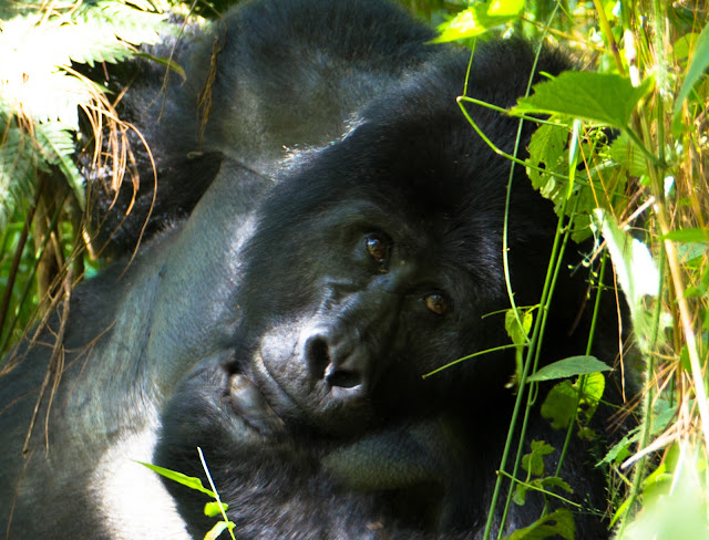Tracking mountain gorillas Uganda - MAHO on Earth Boutique Adventure Tours and Travel Blog