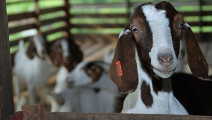 Kriteria Orang yang Berqurban