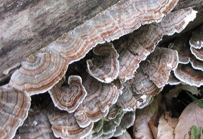 turkeytail fungus