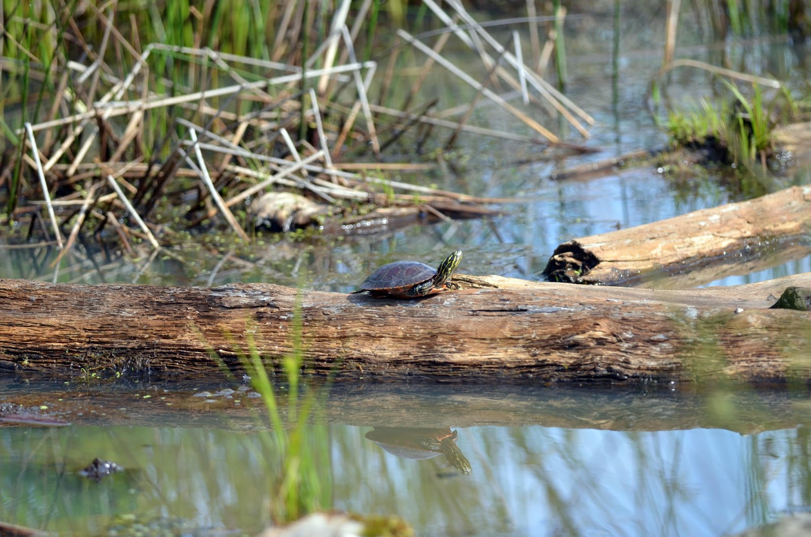 Showcasing the Michigan DNR Wetlands a vital resource for Michigan’s