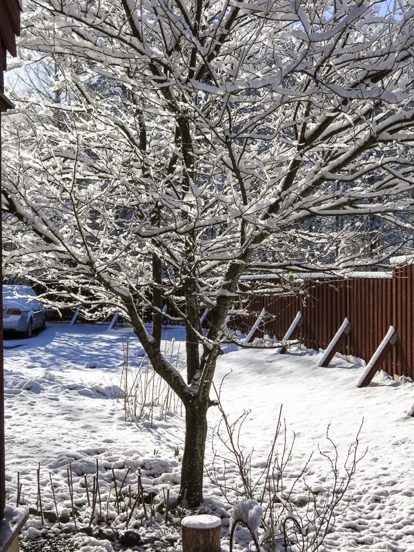 snö, mirabelleträd snö, mirabelleträd