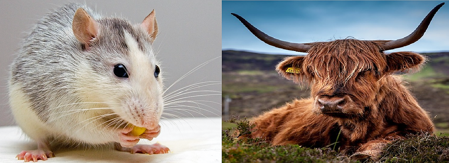 Chinese Horoscope Compatibility Between A Rat And An Ox Chinese Horoscope Compatibility Between A Rat And An Ox