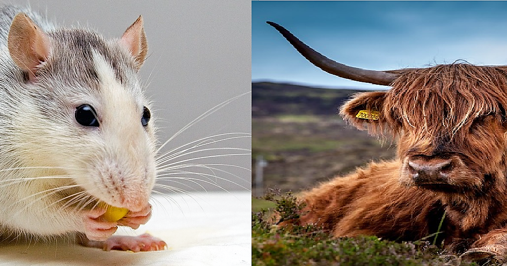 Chinese Horoscope Compatibility Between A Rat And An Ox