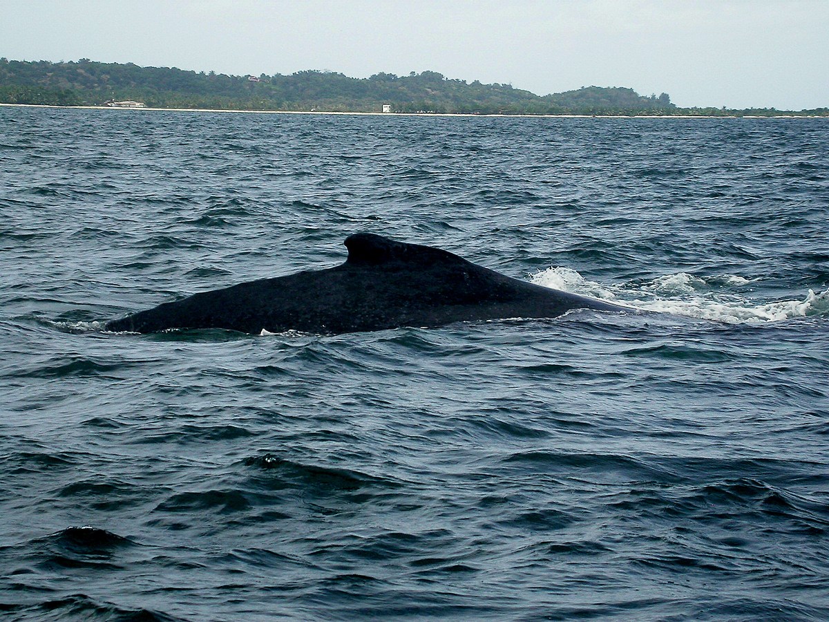 baleine à bosse Megaptera novaeanglicae