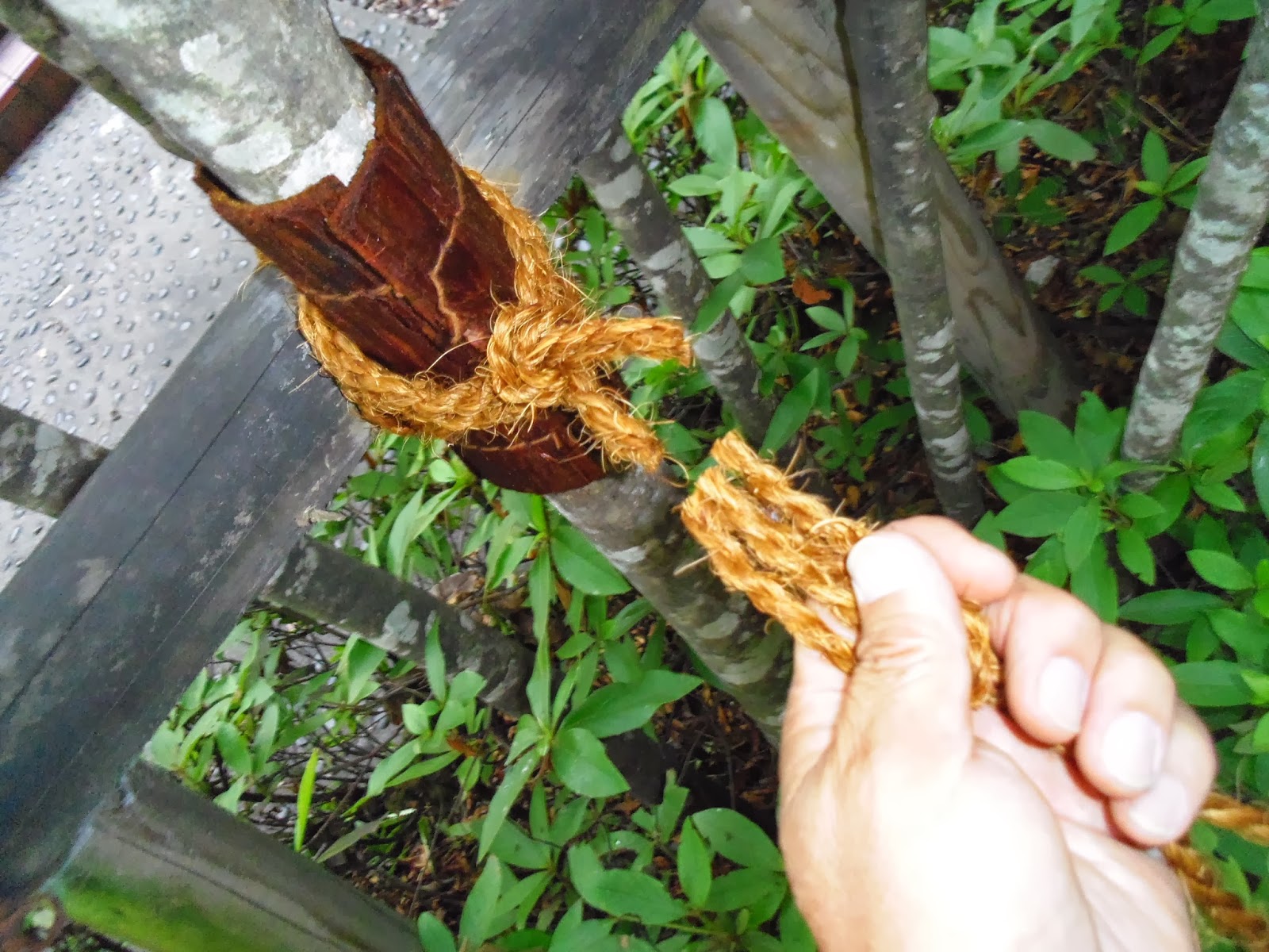 植木一筋42年 結束 支柱 鳥居型 と植木の結束方法 杉皮 棕櫚縄 シュロナワ は水で濡らして使用する