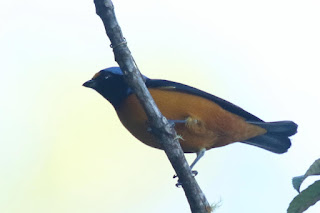 Antillean Euphonia