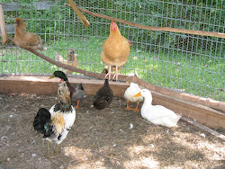 chicken french summer cooped ready