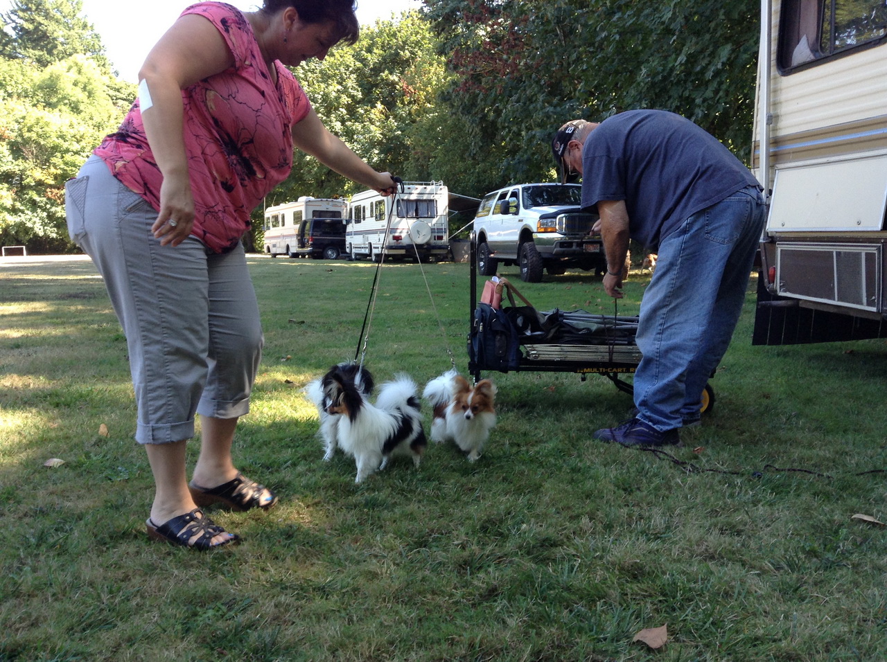 Road's End Papillons Brownsville, OR, Eugene Kennel Club