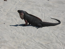 Iguana Beach