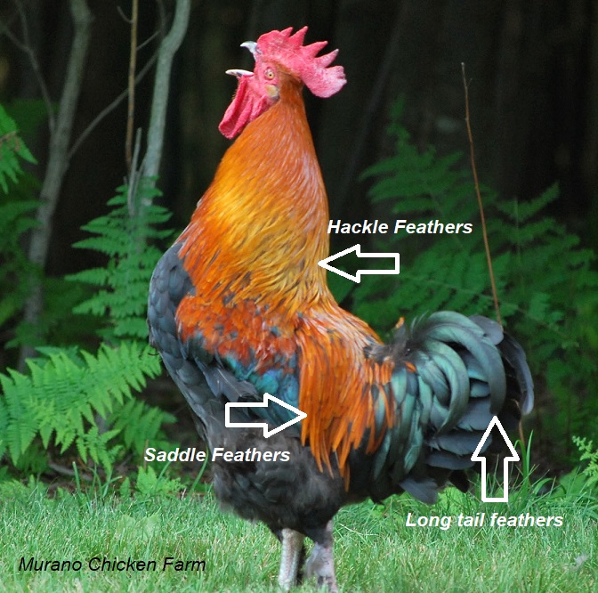 Why you need a rooster in your flock Murano Chicken Farm