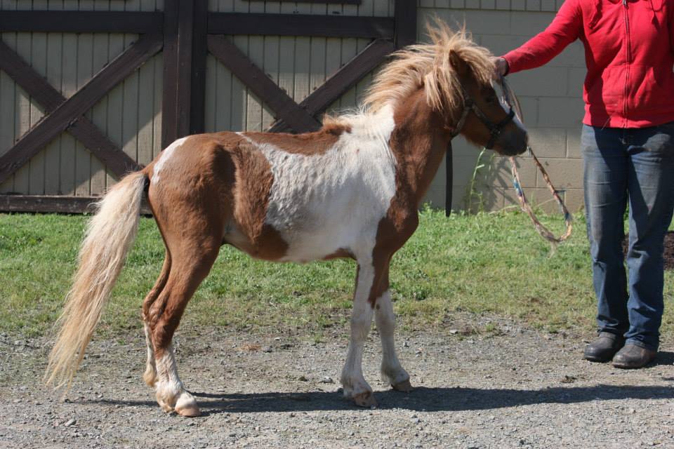 Horse Country Chic Minis Up for Adoption in Virginia