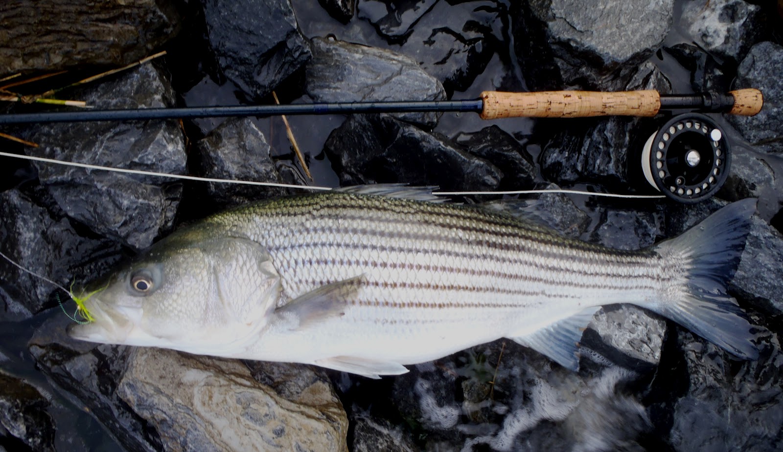 I FISH NEW YORK The First Striped Bass of 2012 on the Fly Rod, from