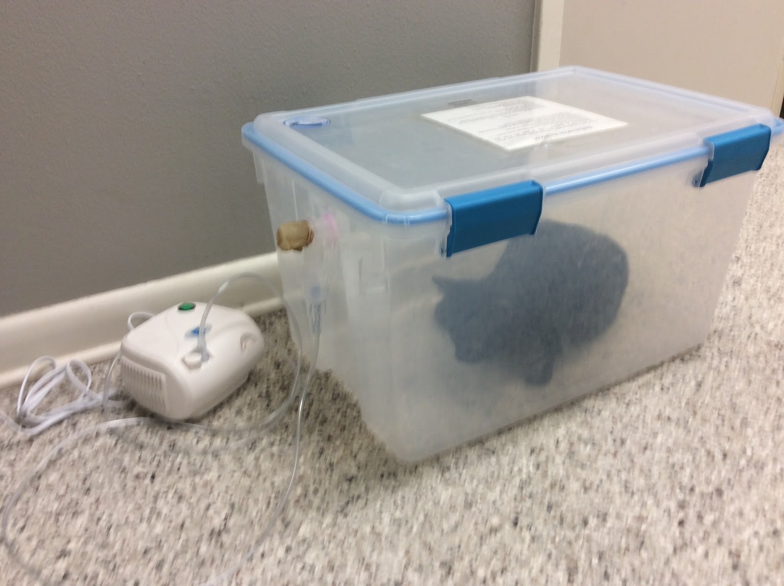 messymimi's meanderings Makin' Room (Feline Friday) and Friendly FillIns