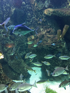 Fakieh Aquarium Jeddah