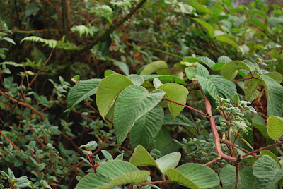 Andenbrombeere (Rubus glaucus) Andenbrombeere (Rubus glaucus)