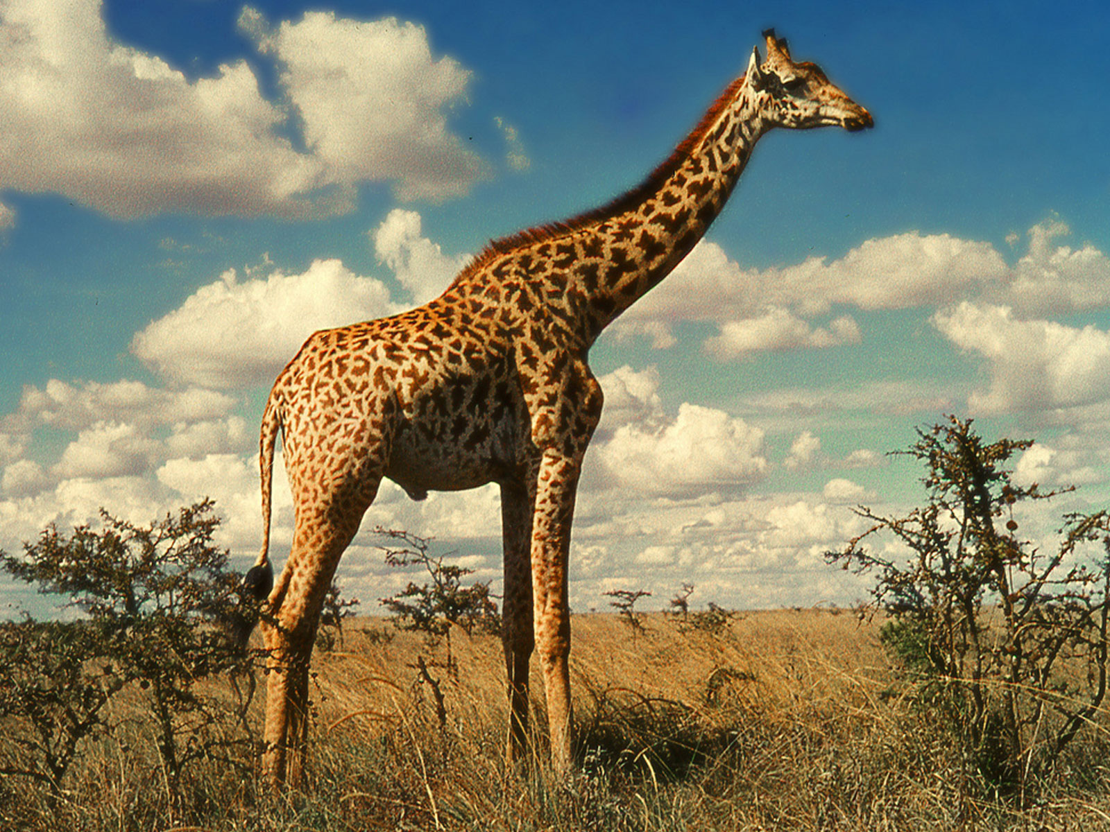 Free Printable Giraffe Pictures