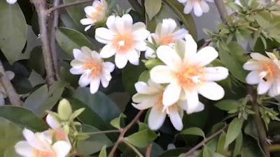 Ora-pro-nobis mil usos dessa planta Ora-pro-nobis mil usos dessa planta