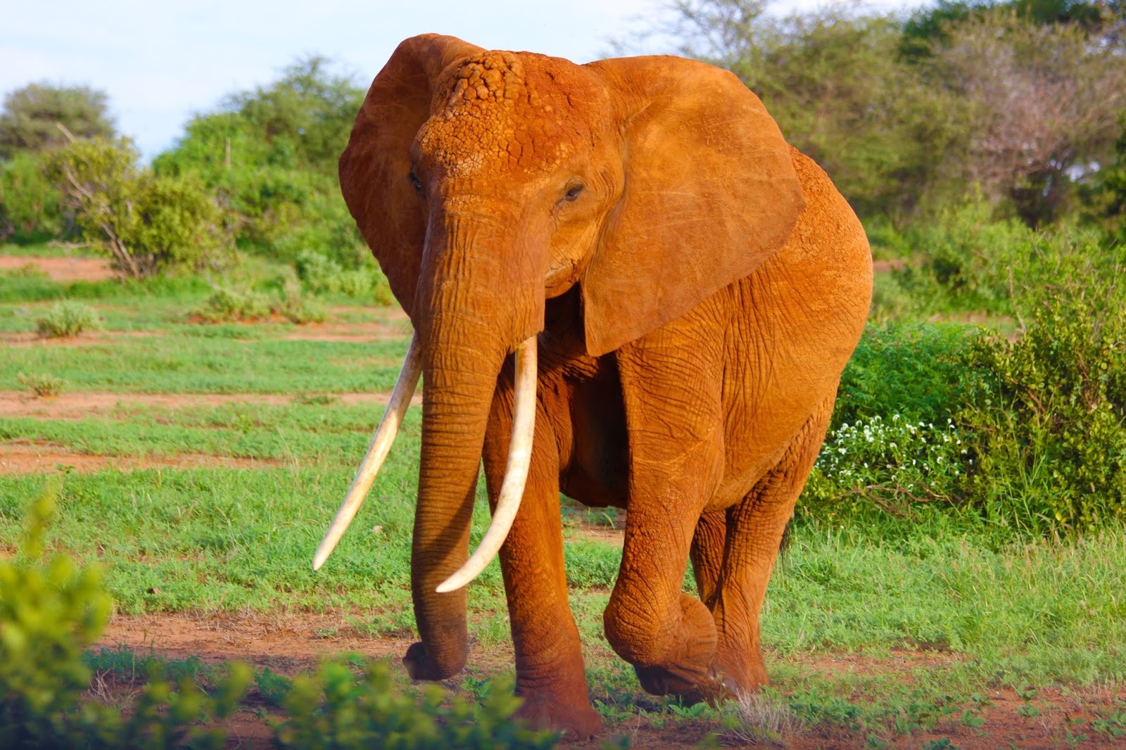 An elephant with it's long tusks. An elephant with it's long tusks.