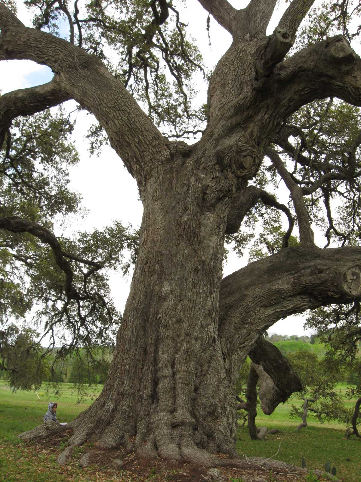 Remarkable Trees of Texas THE MASSIVE OAK AT OLD BAYLOR PARK NEAR BRENHAM