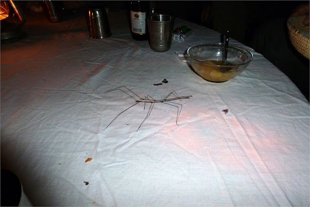 Insecto-palo en la mesa