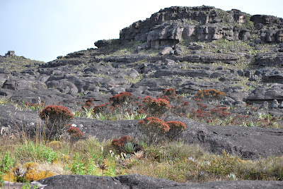 Bonnetia roraimae Bonnetia roraimae