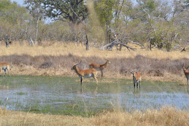 Botswana y Cataratas Victoria. Viaje por libre de 19 dias - Blogs de Botswana - Día 6: Del Delta del Okavango a Mankwe Campsites (6)