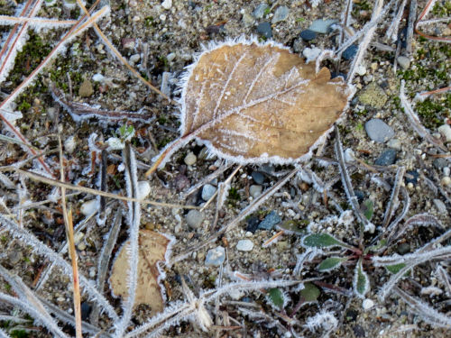 frosty leaves