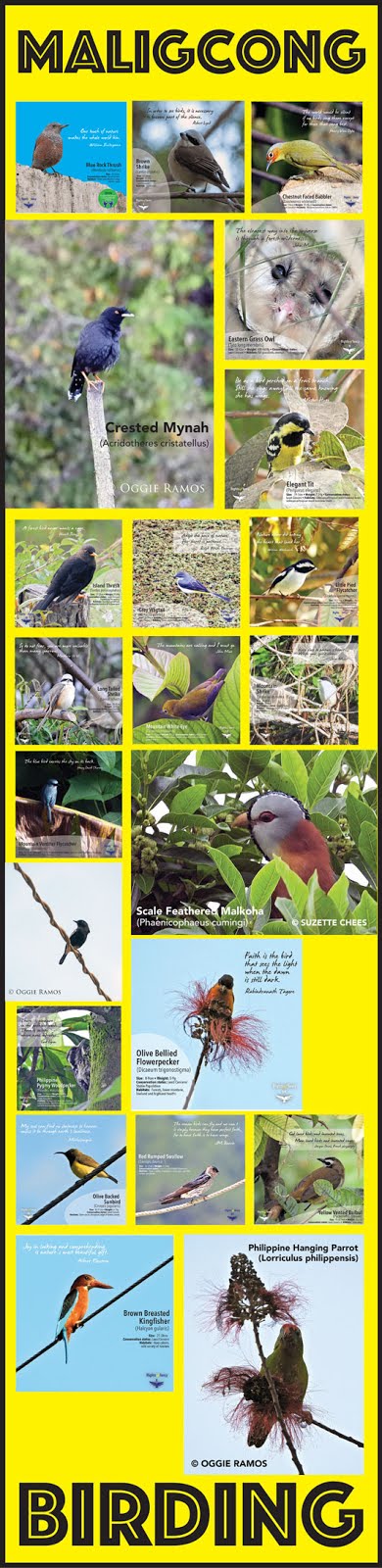 Maligcong Birding Gallery