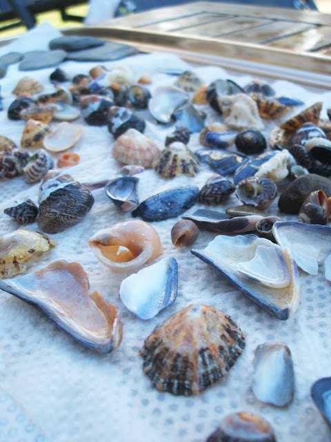 collection of shells found in rockpools at croyde in north devon