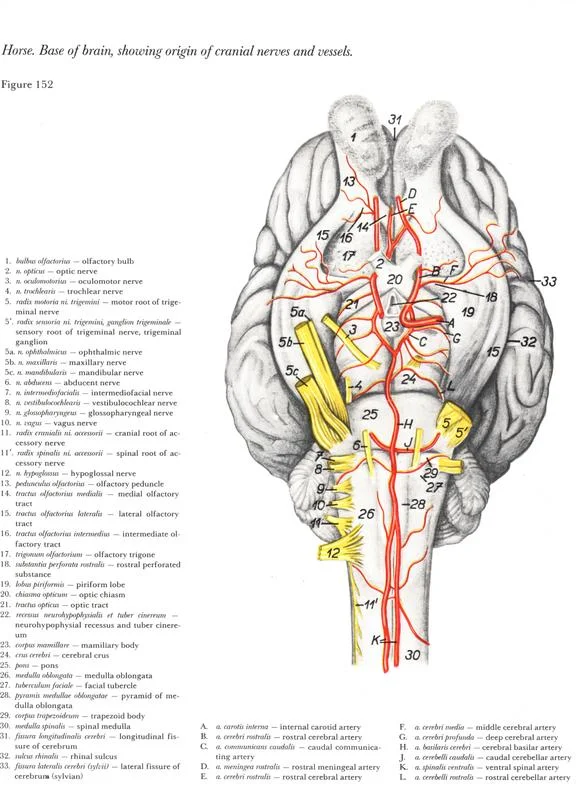 cerebro-cerebelo-anatomy-head-horse-equine-cavalo-egua-anatomia-