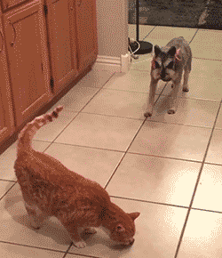 Funny animal gifs - part 221, funny animal gif, best funny gif