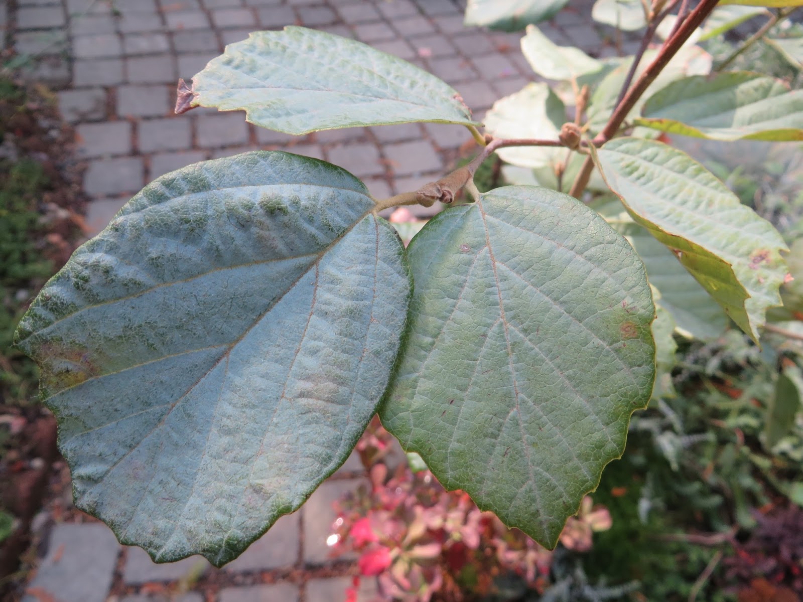 Great Native Shrubs Fothergilla Mt Airy And Blue Shadow