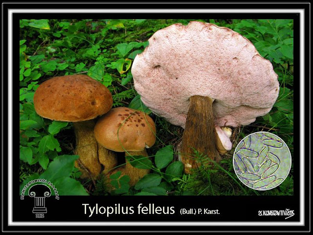 Tylοpilus felleus (Bull.) P. Karst.