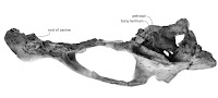 http://sciencythoughts.blogspot.co.uk/2015/08/archaeodobenus-akamatsui-fossil-walrus.html