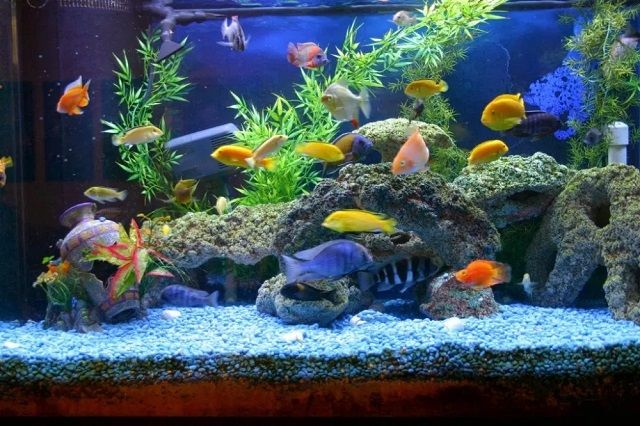  Dekorasi  Aquarium  Air Tawar Sederhana Hemat Biaya