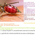 MALARIA TOP 50 TREATMENT मलेरिया का बुखार ठीक करने के 50 घरेलु उपचार