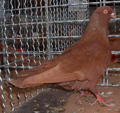 red tumbler pigeons - Culbutant de Brod